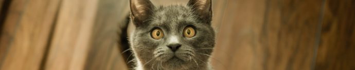 Zachęć do przeczytania listu motywacyjnego