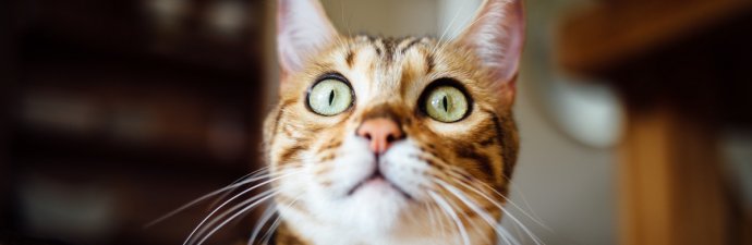 Często zadawane pytania