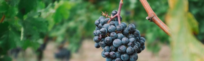 Praca sezonowa we Francji 